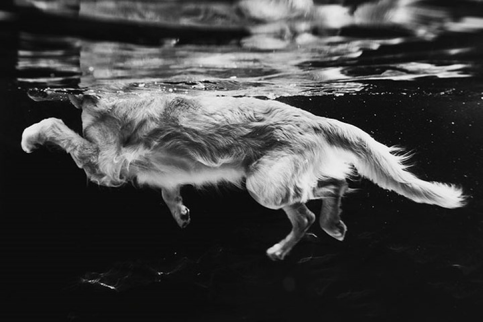 xa stress dau tuan voi nhung buc anh cho cung dep nhat 2018