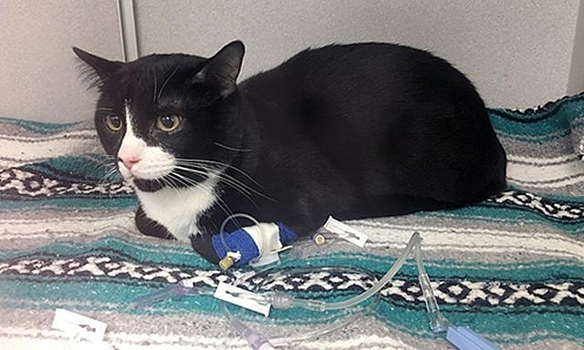 chu meo suyt chet vi bi quay hon 30 phut trong may giat