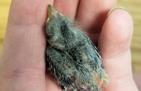 Chuyện hi hữu: Chú chim bị tai nạn được người đàn ông gọi Uber đưa đi cấp cứu