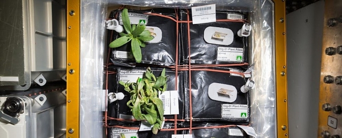 NASA công bố cây ăn quả đầu tiên sẽ được trồng trên trạm ISS nasa cong bo cay an qua dau tien se duoc trong tren tram iss