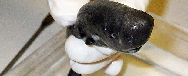 phat hien loai ca map ti hon co the phat sang tai vinh mexico