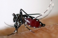 Kiểm soát loài muỗi sinh sản bằng cách... làm vô sinh muỗi đực