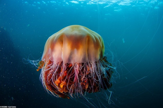 my loai sua lon nhat the gioi co noc doc tan cong bai bien