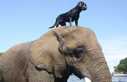 Những khoảnh khắc ấm áp của động vật khiến trái tim bạn tan chảy