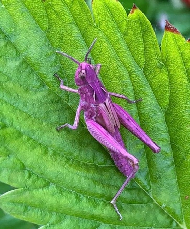 nhung hinh anh khien ban phai thot len that dang kinh ngac