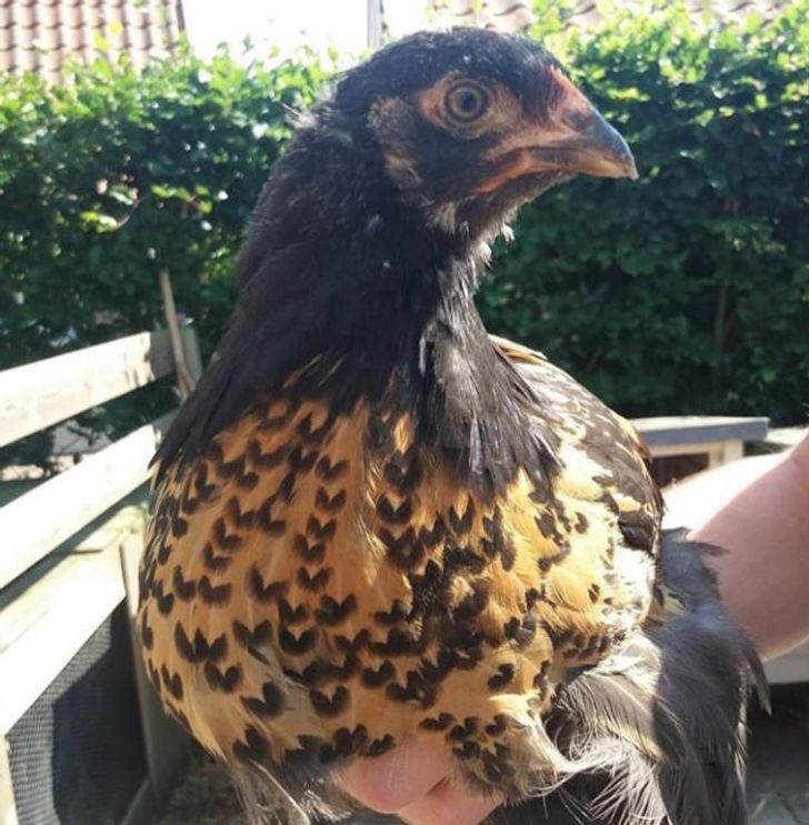 nhung hinh anh khien ban phai thot len that dang kinh ngac