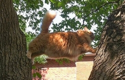 Những tình huống 'khó đỡ' của thú cưng khiến bạn không thể nhịn cười