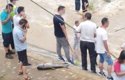 Trung Quốc: Hạ lưu sông Trường Giang cảnh báo cấp độ đỏ, người dân Vũ Hán đổ ra đường bắt cá