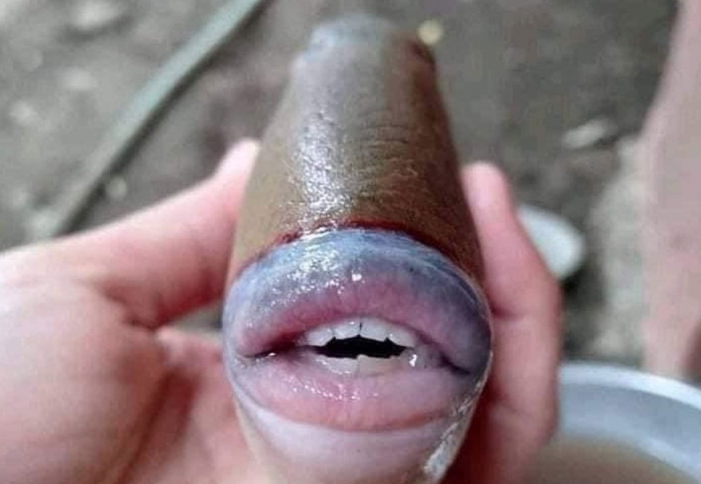 1855 ecbsjz9wkaax7sx