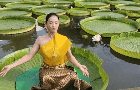 Trung Quốc: Ngoạn mục cảnh tập yoga, múa, hát trên lá hoa súng khổng lồ lớn nhất thế giới