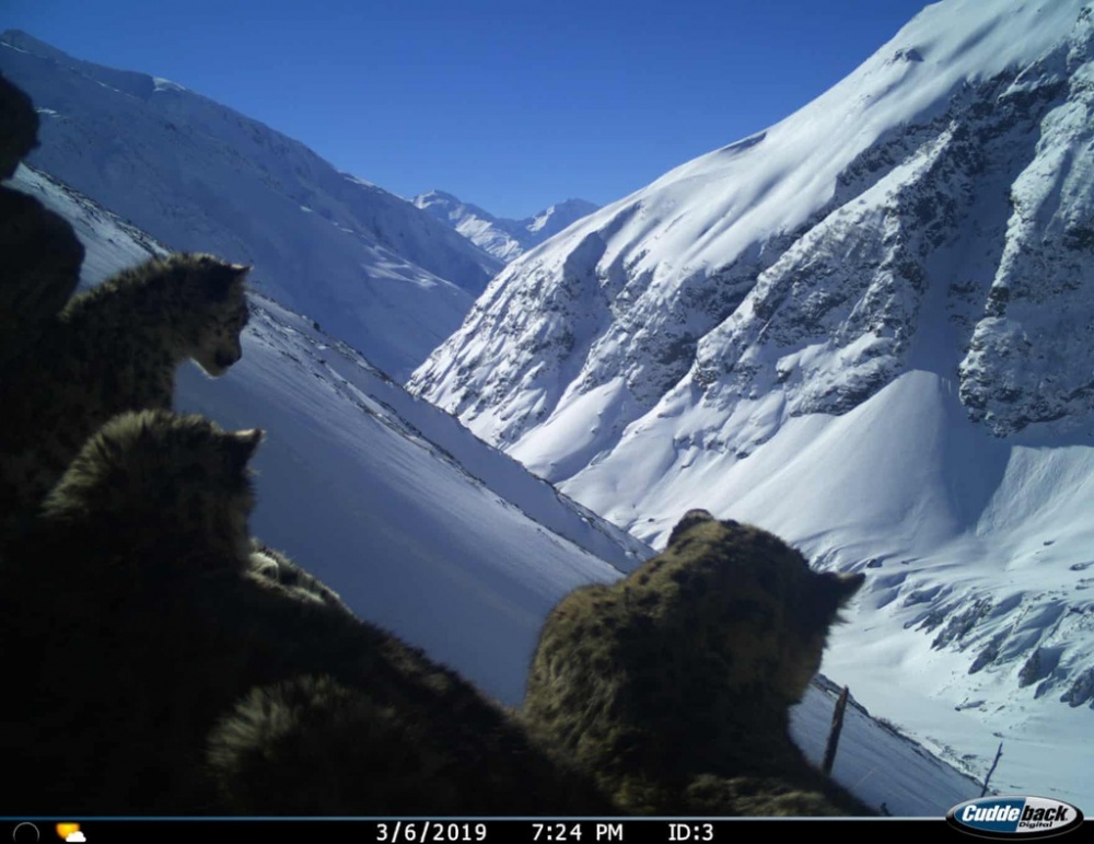 bay anh chup duoc nhung dong vat quy hiem nhat the gioi