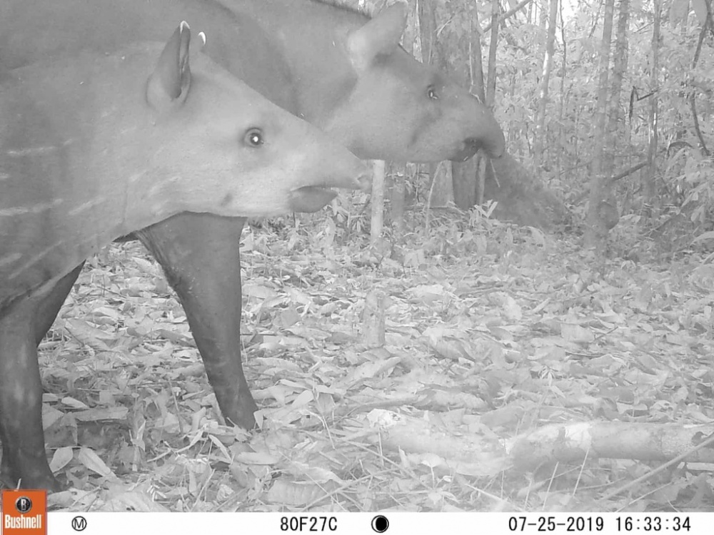 bay anh chup duoc nhung dong vat quy hiem nhat the gioi