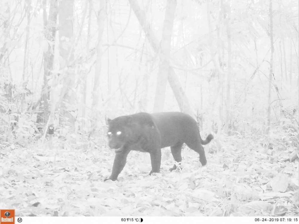 bay anh chup duoc nhung dong vat quy hiem nhat the gioi