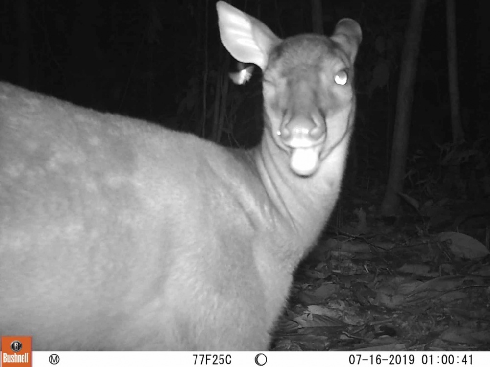 bay anh chup duoc nhung dong vat quy hiem nhat the gioi