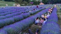 Italy: Lạc vào thế giới cổ tích, thưởng hoa, ngắm cảnh, dùng bữa tối giữa cánh đồng hoa oải hương