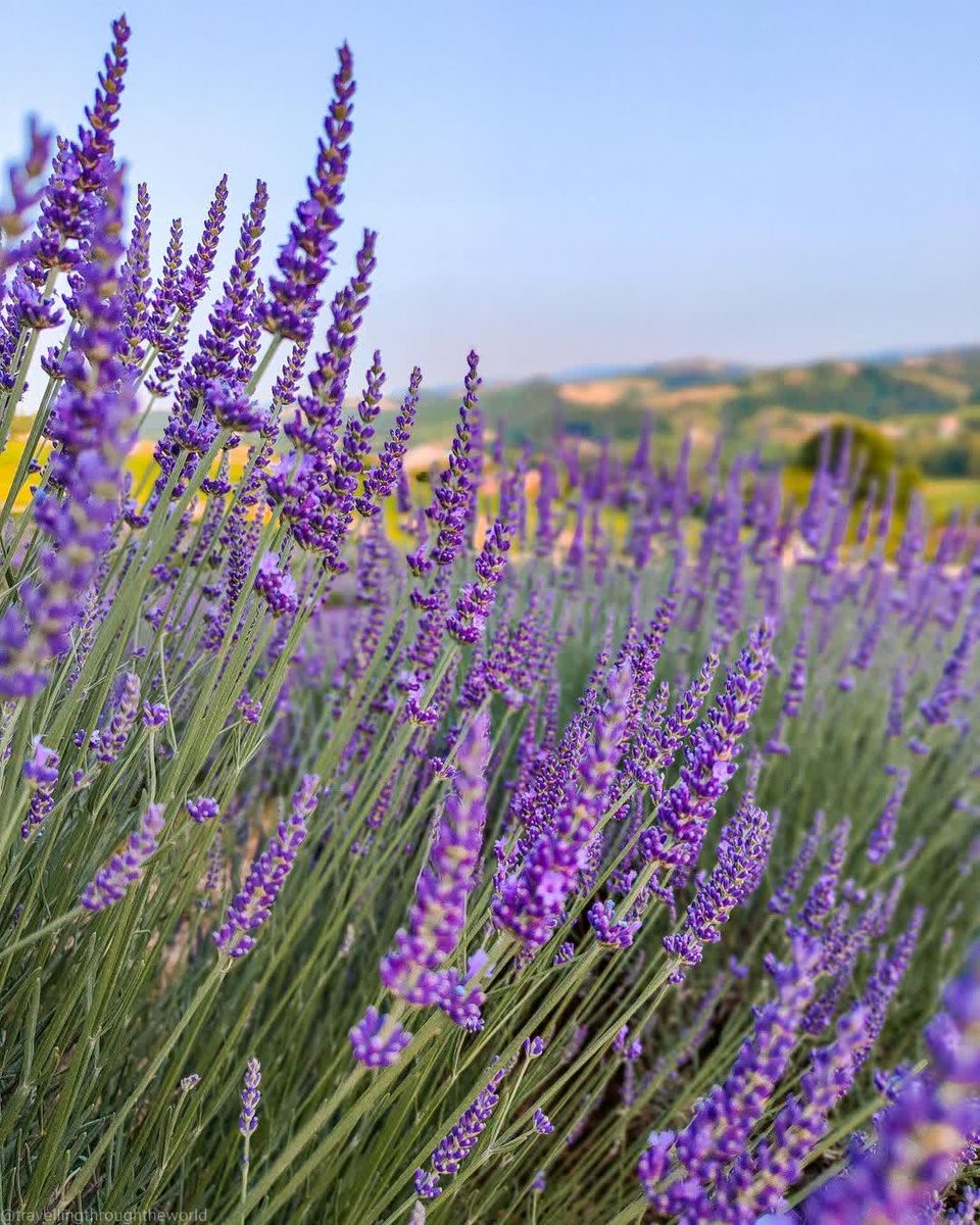 Italy: Ngắm cánh đồng hoa oải hương kết hợp ăn tối lãng mạn