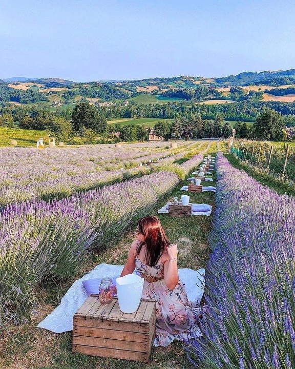 Italy: Ngắm cánh đồng hoa oải hương kết hợp ăn tối lãng mạn