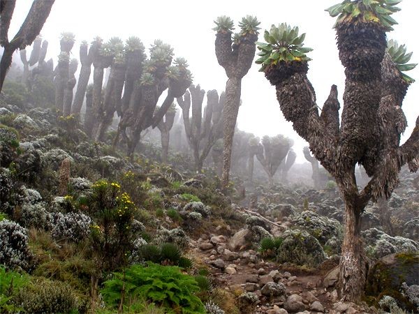 Cây kỳ lạ "lai giữa dứa và xương rồng" trên ngọn núi cao nhất Châu Phi