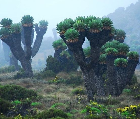 Cây kỳ lạ "lai giữa dứa và xương rồng" trên ngọn núi cao nhất Châu Phi