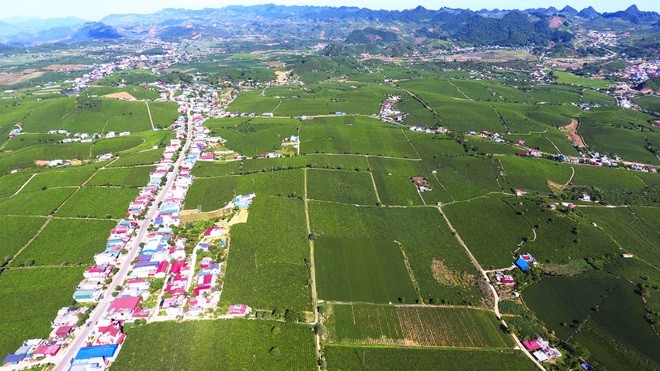 "Mướt mắt" ngắm đồi chè xanh ngắt ở thị trấn Nông trường Mộc Châu