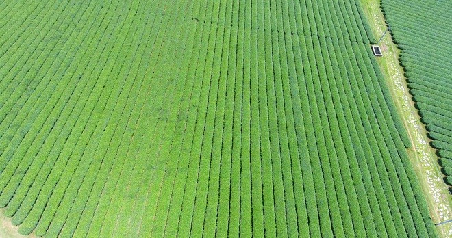 "Mướt mắt" ngắm đồi chè xanh ngắt ở thị trấn Nông trường Mộc Châu