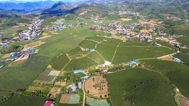 "Mướt mắt" ngắm đồi chè xanh ngắt ở thị trấn Nông trường Mộc Châu