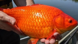 Mỹ: Phát hiện cá vàng khổng lồ ở Minnesota