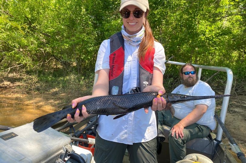 Con cá mắc bệnh hiếm, toàn thân đen như mực khiến các nhà khoa học bối rối