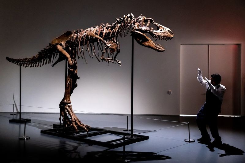 Bộ xương hóa thạch khủng long Gorgosaurus. (Nguồn: AP)