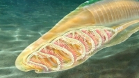 Phát hiện mới về loài sinh vật kỳ lạ sống cách đây 518 triệu năm