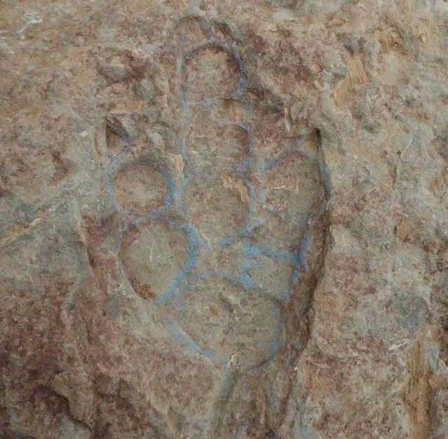 dấu chân khủng long 150 triệu năm tuổi dấu chân khủng long 150 triệu năm tuổi