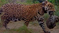 Argentina: Báo đốm sinh con trong môi trường tự nhiên sau 70 năm