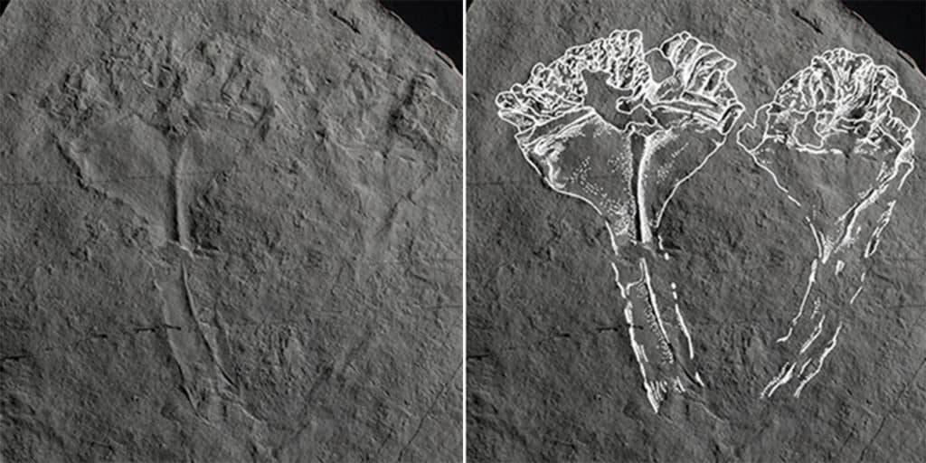 Đặt tên cho hóa thạch sinh vật 560 triệu năm tuổi Đặt tên cho hóa thạch sinh vật 560 triệu năm tuổi