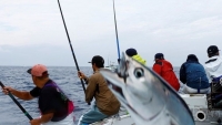 Độc đáo nghề câu cá ngừ đại dương ở Nhật Bản