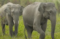 an do the gioi dong vat hoang da dep me hon