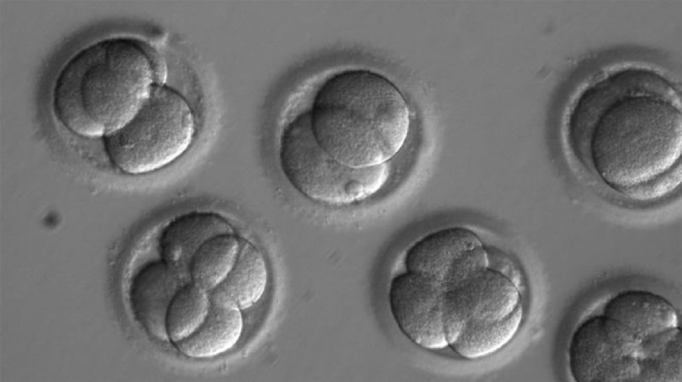 thu nghiem thanh cong cong nghe chinh sua gene