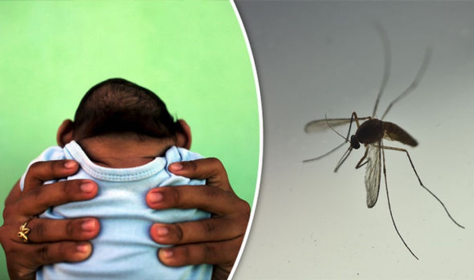 phat hien loai muoi thuong cung co the truyen virus zika