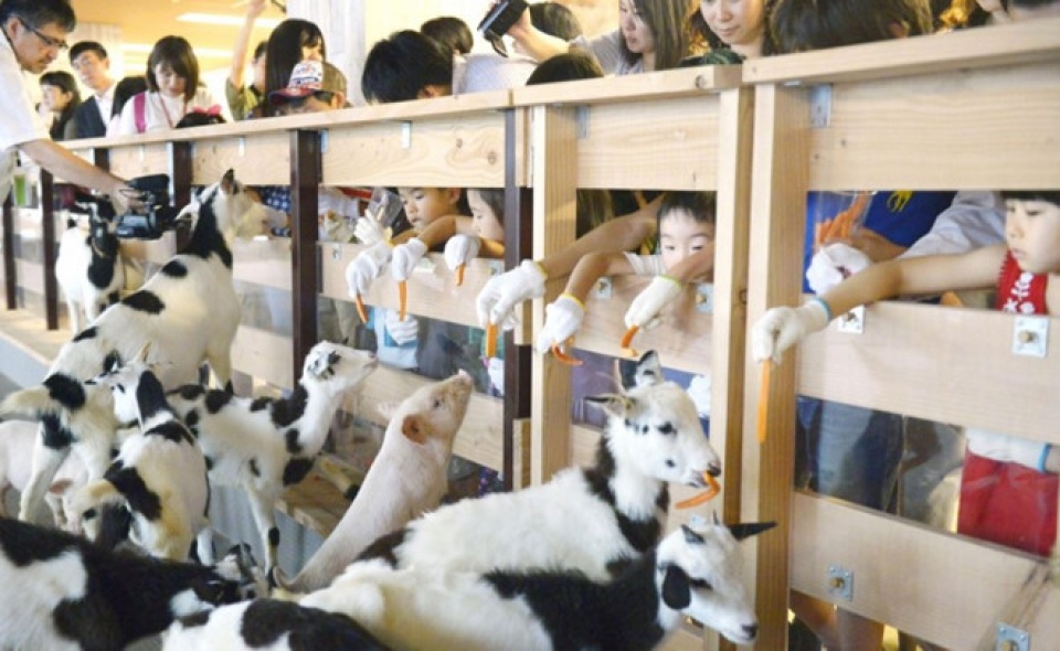 xay trang trai tren nha cao tang