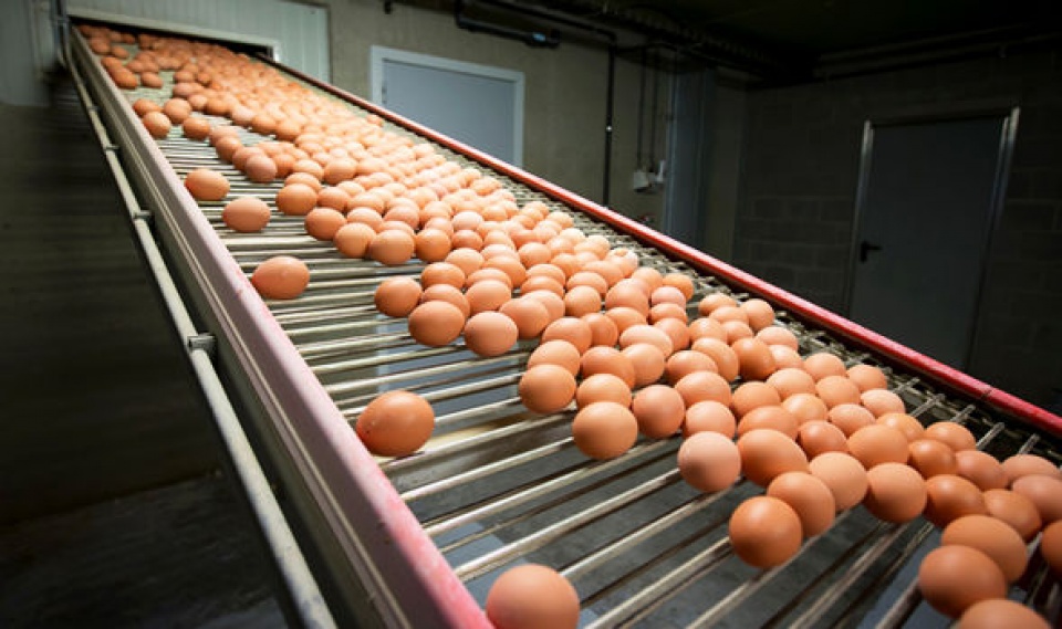 EC kêu gọi tiến hành họp khẩn về bế bối trứng "bẩn" ec keu goi tien hanh hop khan ve be boi trung ban