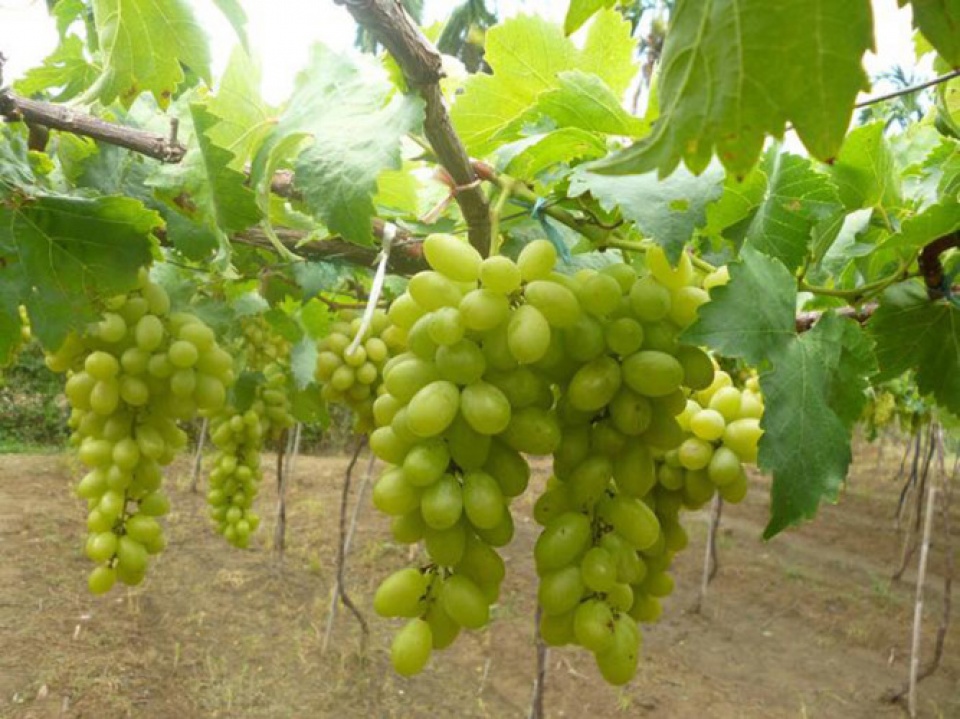 nhung loi ich suc khoe dang ngac nhien cua nho