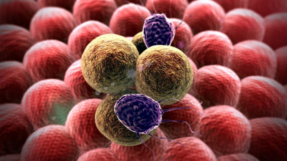 day la li do tai sao ban nen uong tra gung moi ngay