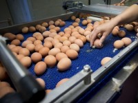 trung ban nhiem thuoc tru sau da lan rong ra 45 nuoc chau au