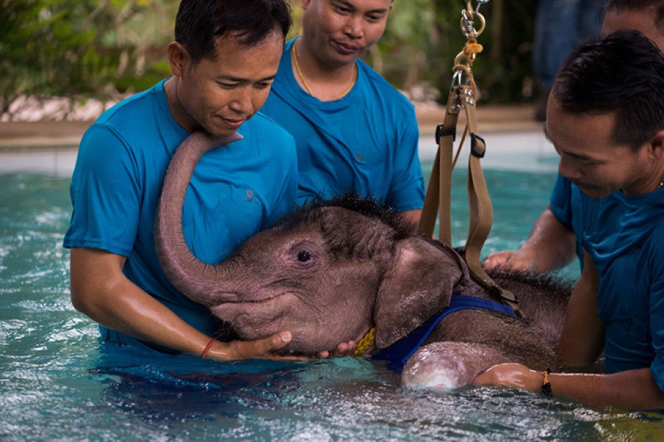 loat anh loai voi cuc ky an tuong va dang yeu vung vay trong nuoc