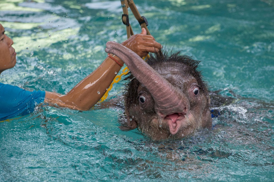 loat anh loai voi cuc ky an tuong va dang yeu vung vay trong nuoc