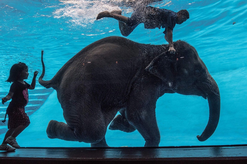 loat anh loai voi cuc ky an tuong va dang yeu vung vay trong nuoc