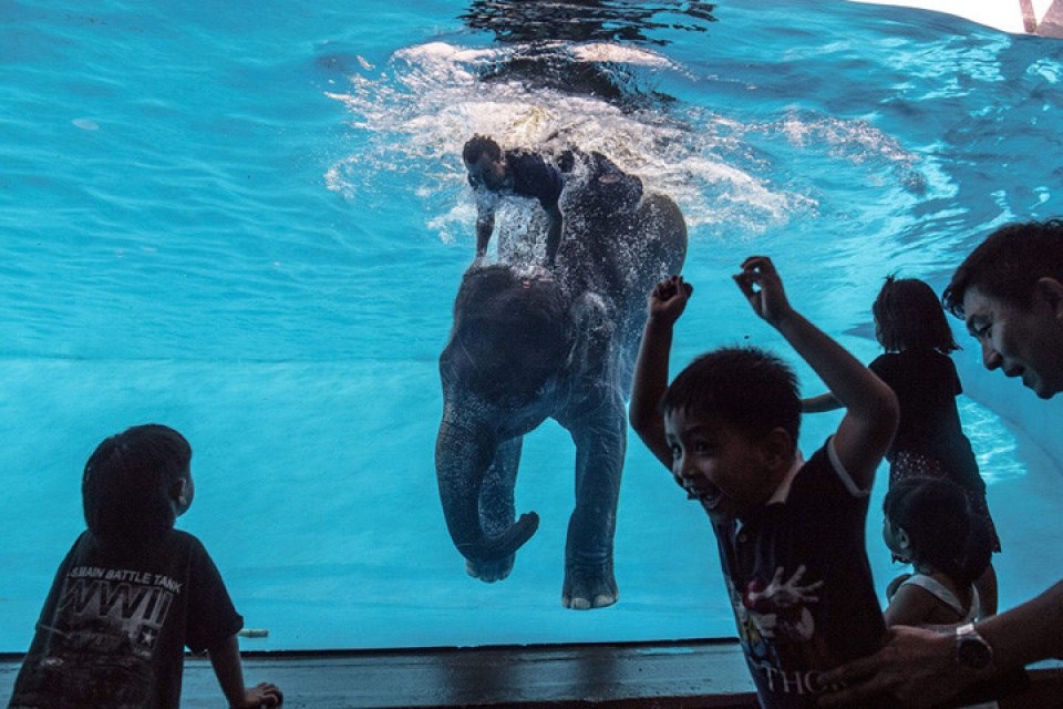 loat anh loai voi cuc ky an tuong va dang yeu vung vay trong nuoc