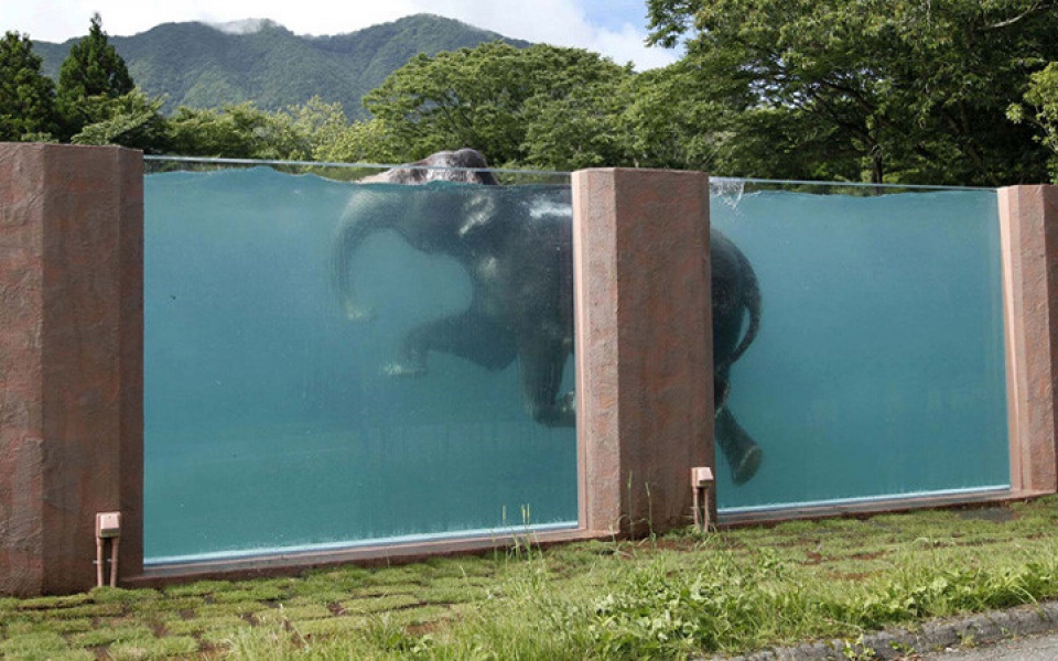 loat anh loai voi cuc ky an tuong va dang yeu vung vay trong nuoc