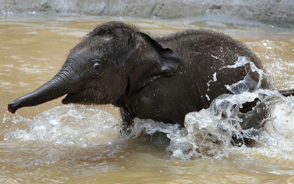 loat anh loai voi cuc ky an tuong va dang yeu vung vay trong nuoc