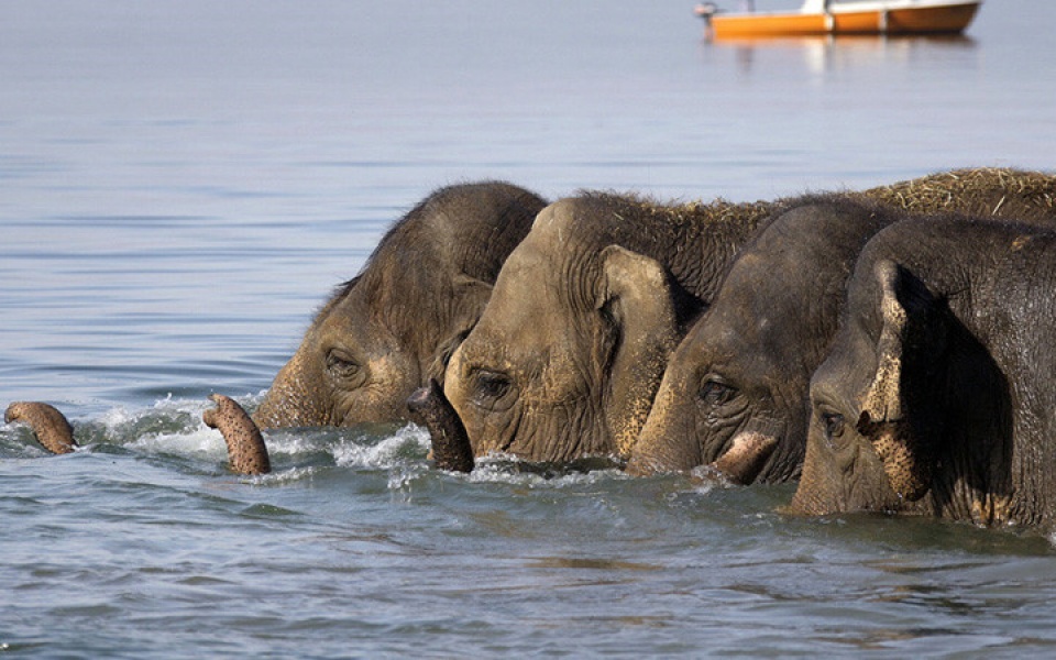 loat anh loai voi cuc ky an tuong va dang yeu vung vay trong nuoc