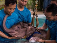 chu voi noi tieng phat dien giet chet nguoi huan luyen minh